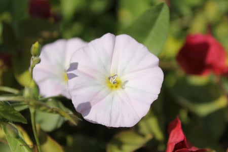 white flowers - nice, white, flower, abu dhabi