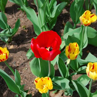 Tulips