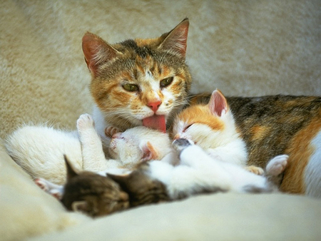 loving mom - mom, animals, loving, cats