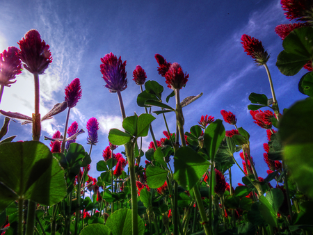 Red Clover Sky - field, red, clover, sky