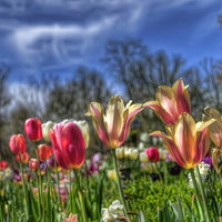 Tulips Cant Wait for Spring