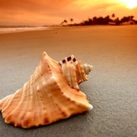 Conch at the sea beach