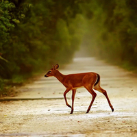 Deer Crossing