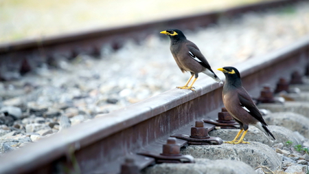 Train's Late Again Dinah - railway, birds, track, mynahs