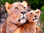 Female lion with its cub