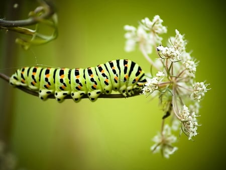 Waiting for metamorphosis - animal, nature, worm, flower