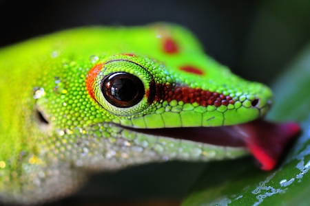 Lizard - lizard, colors, picture, beautiful