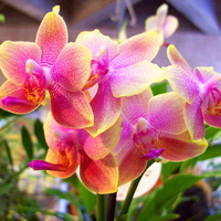 Orchids