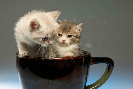 Comfortable place - comfortable, fluffy, adorable, kittens, place, cup, kitties, cats, sweet, friends, cute