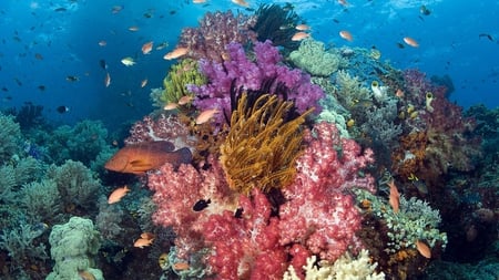 colorful reef - colors, tropical, fish, reef