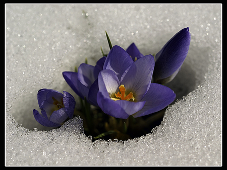 crocus - flowers, nature, purple, snow, spring