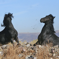 black stallions