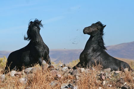 black stallions - horses, nature, wild, field, stallion, black