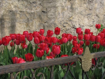 red tulips - nature, tulips, flowers, red