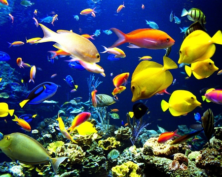 Under Beautiful Sea - fish, water, color, sea