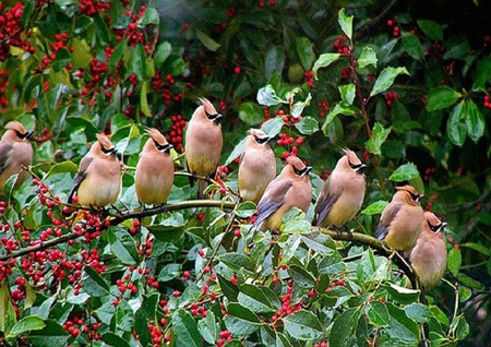 EYES RIGHT - pretty, nine, berries, cute, holly, bushes