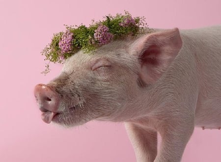 In Her Easter Bonnet - bonny, pretty, pink, flowers, cute, piglet