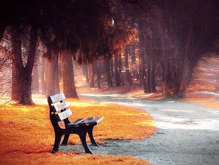 Which Path to Take - trees, yellow, gold, leaves, paths, autumn, red, bench, park