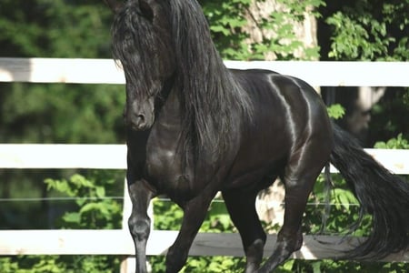 Black P.R.E 1 - black, spanish, pre, horses, andalusian