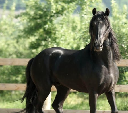 Black Presence - horses, andalusian, black, spanish