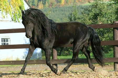 Pretty Trotter - black, spanish, pre, horses, andalusian