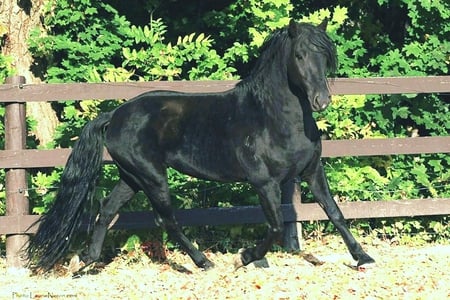 Pretty Trotter 1 - horses, andalusian, black, spanish