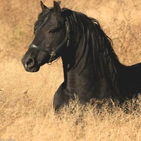 Black Beauty in Golden Meadow