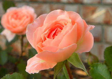 Thinking of you - beauty, peach, green, rose, flower