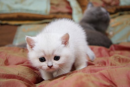 Cute kitten