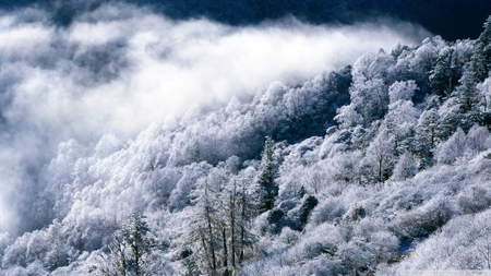 snowy forest - hill, forest, mist, snow