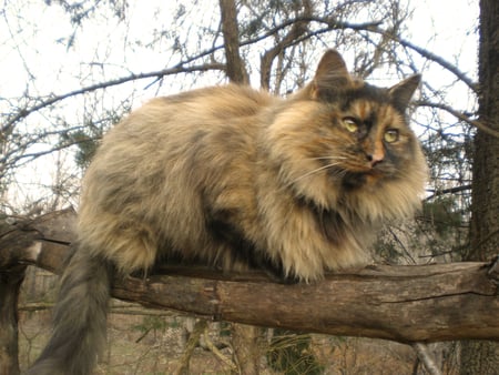 calico cat - calico, cat, muffin, limb