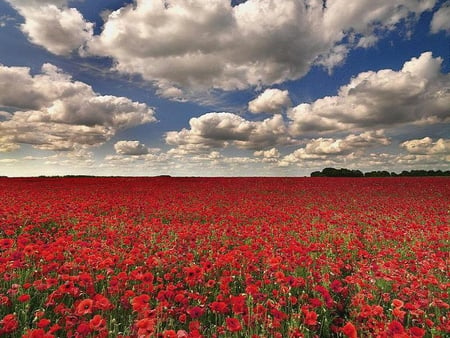 poppies field - field, image, nature, poppies