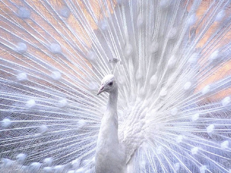 peacock for my friend CroZg - friend, animals, birds, peacock