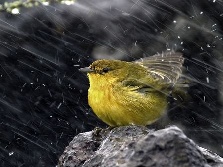 Bird in Rain - bird, cute, in rain, picture