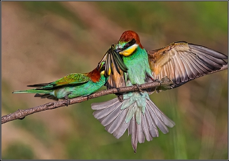 Bee Eaters - bee, birds, picture, eaters, colors