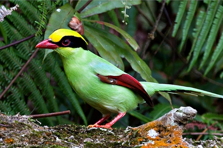 Colorful Bird - colorful, picture, bird, beautiful