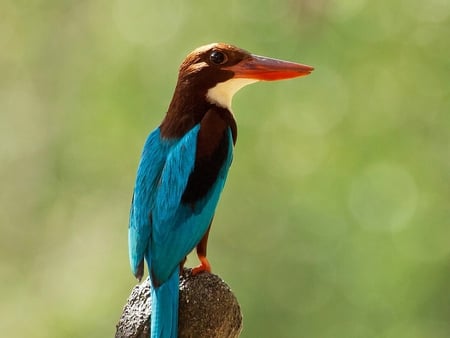 Kingfisher - picture, cool, kingfisher, beautiful