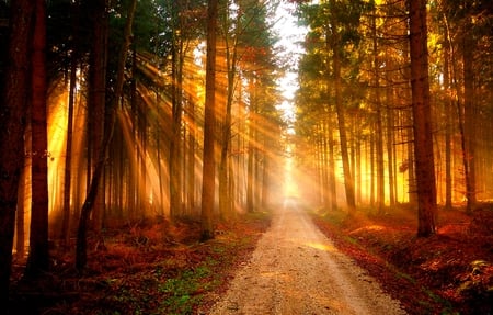 GOLDEN BEAMS - rays, autumn, sunlight, forest, path