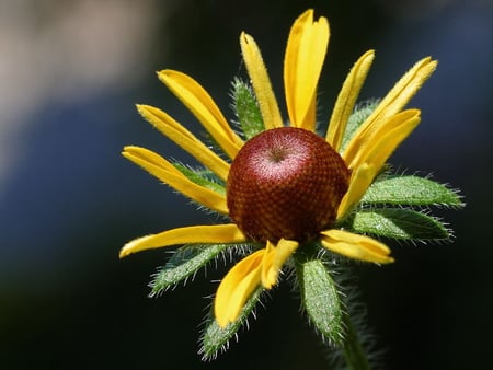 BLACK EYED SUSAN - black, yellow, beautiful, eyed