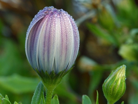 DEWY DAISY BUD - flower, dewy, bud, daisy