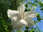 BEAUTIFUL HIBISCUS