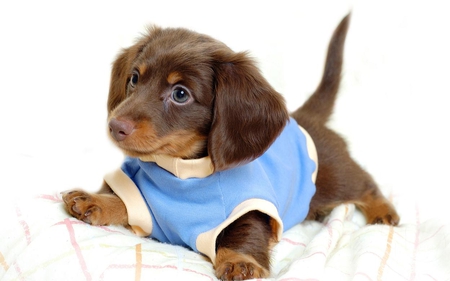 Dog In Tees. - cute, dog, blue, brown