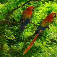 MACAWS