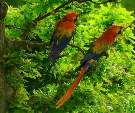 MACAWS - parrots, tree, sitting, macaws