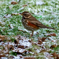 REDWING ON FROSTY GRASS