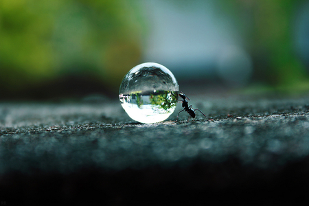 Amazing! (Ant pushing water)