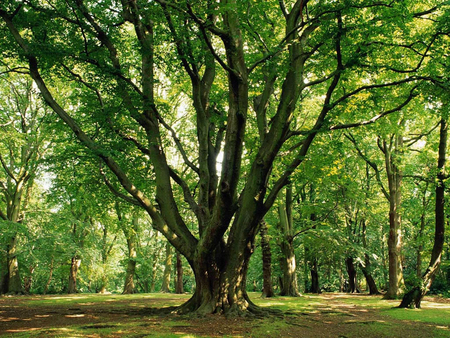 LONE TREE - nature, green, tree, lone