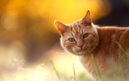 ginger cat - pretty, fantastic, amazing, grass, stunning, animal, kittens, kitten, cats, nice, outstanding, beautiful, sunshine, tiger, sweet, cat, ginger cat, wonderful, nature, awesome, skyphoenixx1, cute, adorable, animals, kitty