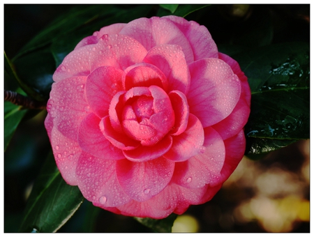 Pink beauty - flower, pink, softness, soft, beauty, leaves, petals, tenderness, water drops