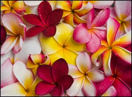 Colors - flowers, colorful, water drops, beauty, colors, wet, petals